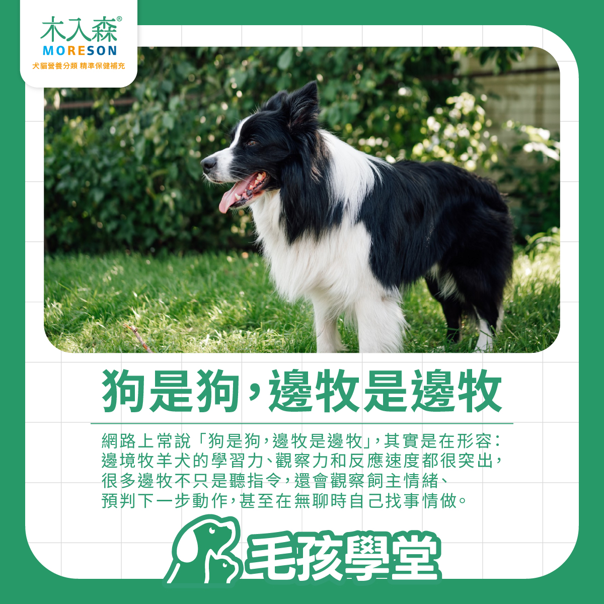 邊境牧羊犬站在草地上，說明邊牧學習力、觀察力與反應速度突出，是常被討論的聰明犬種